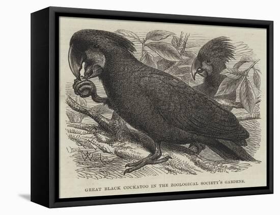 Great Black Cockatoo in the Zoological Society's Gardens-Thomas W. Wood-Framed Stretched Canvas