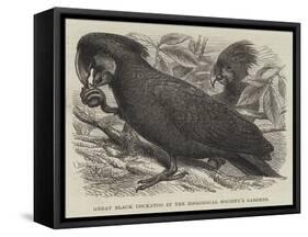 Great Black Cockatoo in the Zoological Society's Gardens-Thomas W. Wood-Framed Stretched Canvas