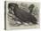 Great Black Cockatoo in the Zoological Society's Gardens-Thomas W. Wood-Stretched Canvas