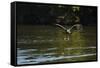 Great Black Hawk-Joe McDonald-Framed Stretched Canvas