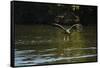 Great Black Hawk-Joe McDonald-Framed Stretched Canvas