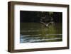 Great Black Hawk-Joe McDonald-Framed Photographic Print