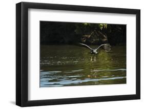 Great Black Hawk-Joe McDonald-Framed Photographic Print