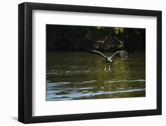 Great Black Hawk-Joe McDonald-Framed Photographic Print