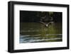 Great Black Hawk-Joe McDonald-Framed Photographic Print