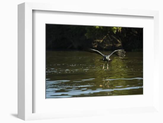 Great Black Hawk-Joe McDonald-Framed Photographic Print