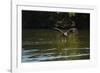 Great Black Hawk-Joe McDonald-Framed Photographic Print