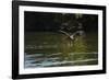 Great Black Hawk-Joe McDonald-Framed Photographic Print