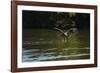 Great Black Hawk-Joe McDonald-Framed Photographic Print