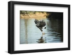 Great Black Hawk-Joe McDonald-Framed Photographic Print