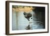 Great Black Hawk-Joe McDonald-Framed Photographic Print