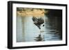 Great Black Hawk-Joe McDonald-Framed Photographic Print