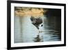 Great Black Hawk-Joe McDonald-Framed Photographic Print