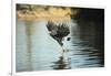 Great Black Hawk-Joe McDonald-Framed Photographic Print