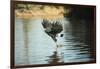 Great Black Hawk-Joe McDonald-Framed Photographic Print