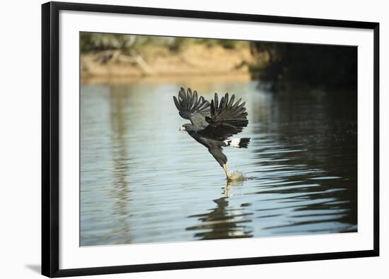 Great Black Hawk-Joe McDonald-Framed Photographic Print