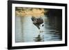 Great Black Hawk-Joe McDonald-Framed Photographic Print