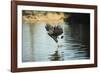 Great Black Hawk-Joe McDonald-Framed Photographic Print