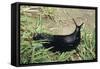 Great Black Slug Crawling Through Grass-null-Framed Stretched Canvas