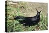 Great Black Slug Crawling Through Grass-null-Stretched Canvas