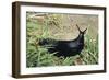 Great Black Slug Crawling Through Grass-null-Framed Photographic Print