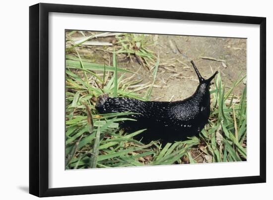 Great Black Slug Crawling Through Grass-null-Framed Photographic Print