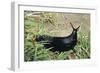 Great Black Slug Crawling Through Grass-null-Framed Photographic Print