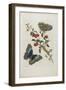 Great Blue Butterflies and Red Fruits, 1705-1771-Maria Sibylla Graff Merian-Framed Giclee Print