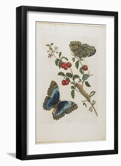 Great Blue Butterflies and Red Fruits, 1705-1771-Maria Sibylla Graff Merian-Framed Giclee Print