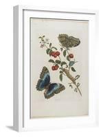Great Blue Butterflies and Red Fruits, 1705-1771-Maria Sibylla Graff Merian-Framed Giclee Print