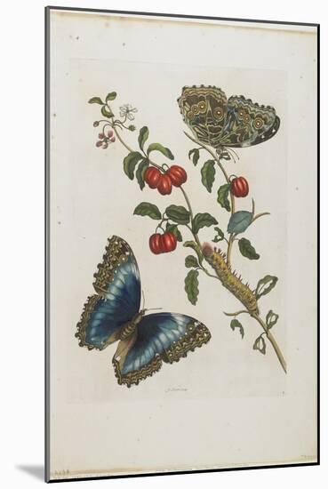 Great Blue Butterflies and Red Fruits, 1705-1771-Maria Sibylla Graff Merian-Mounted Giclee Print