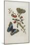 Great Blue Butterflies and Red Fruits, 1705-1771-Maria Sibylla Graff Merian-Mounted Giclee Print