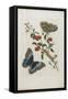 Great Blue Butterflies and Red Fruits, 1705-1771-Maria Sibylla Graff Merian-Framed Stretched Canvas
