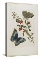 Great Blue Butterflies and Red Fruits, 1705-1771-Maria Sibylla Graff Merian-Stretched Canvas