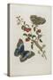 Great Blue Butterflies and Red Fruits, 1705-1771-Maria Sibylla Graff Merian-Stretched Canvas