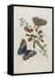 Great Blue Butterflies and Red Fruits, 1705-1771-Maria Sibylla Graff Merian-Framed Stretched Canvas