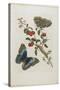 Great Blue Butterflies and Red Fruits, 1705-1771-Maria Sibylla Graff Merian-Stretched Canvas