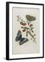 Great Blue Butterflies and Red Fruits, 1705-1771-Maria Sibylla Graff Merian-Framed Giclee Print