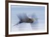 Great Blue Heron, abstract flight-Ken Archer-Framed Photographic Print