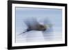 Great Blue Heron, abstract flight-Ken Archer-Framed Photographic Print