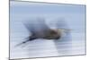 Great Blue Heron, abstract flight-Ken Archer-Mounted Photographic Print