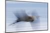 Great Blue Heron, abstract flight-Ken Archer-Mounted Photographic Print
