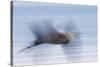 Great Blue Heron, abstract flight-Ken Archer-Stretched Canvas