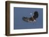 Great Blue Heron Alighting-Ken Archer-Framed Photographic Print