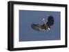 Great Blue Heron Alighting-Ken Archer-Framed Photographic Print