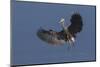 Great Blue Heron Alighting-Ken Archer-Mounted Photographic Print