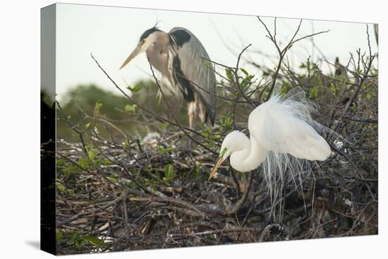 Great Blue Heron and Great White Egret-Richard T. Nowitz-Stretched Canvas