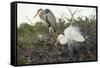 Great Blue Heron and Great White Egret-Richard T. Nowitz-Framed Stretched Canvas