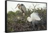 Great Blue Heron and Great White Egret-Richard T. Nowitz-Framed Stretched Canvas