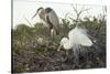 Great Blue Heron and Great White Egret-Richard T. Nowitz-Stretched Canvas